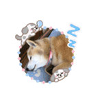 柴犬ハルver6（個別スタンプ：3）