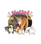 柴犬ハルver6（個別スタンプ：4）