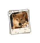 柴犬ハルver6（個別スタンプ：5）