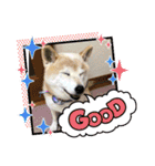 柴犬ハルver6（個別スタンプ：6）