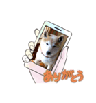 柴犬ハルver6（個別スタンプ：10）