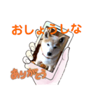 柴犬ハルver6（個別スタンプ：11）