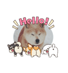 柴犬ハルver6（個別スタンプ：20）