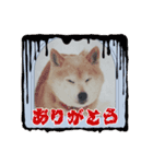 柴犬ハルver6（個別スタンプ：21）