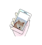 柴犬ハルver6（個別スタンプ：22）
