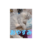 ナナチャンチンの毎日不可欠スタンプ18（個別スタンプ：1）