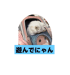 ナナチャンチンの毎日不可欠スタンプ18（個別スタンプ：5）