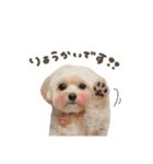 AIマルプー（個別スタンプ：1）