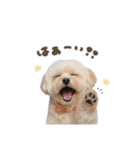 AIマルプー（個別スタンプ：2）