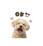 AIマルプー（個別スタンプ：3）