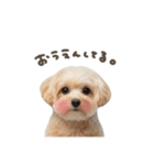 AIマルプー（個別スタンプ：10）