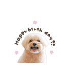 Event stamp 2026（個別スタンプ：16）