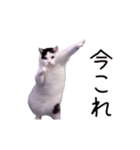激！動く今これ猫ミーム（個別スタンプ：1）