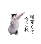 激！動く今これ猫ミーム（個別スタンプ：2）