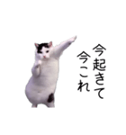 激！動く今これ猫ミーム（個別スタンプ：4）