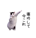 激！動く今これ猫ミーム（個別スタンプ：7）