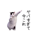 激！動く今これ猫ミーム（個別スタンプ：8）