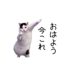 激！動く今これ猫ミーム（個別スタンプ：10）