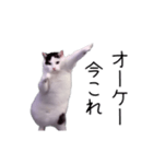 激！動く今これ猫ミーム（個別スタンプ：11）