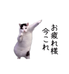 激！動く今これ猫ミーム（個別スタンプ：12）