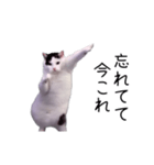 激！動く今これ猫ミーム（個別スタンプ：13）