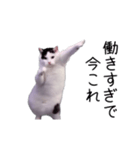 激！動く今これ猫ミーム（個別スタンプ：14）
