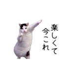 激！動く今これ猫ミーム（個別スタンプ：15）