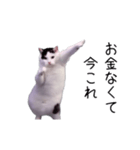 激！動く今これ猫ミーム（個別スタンプ：16）