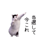 激！動く今これ猫ミーム（個別スタンプ：17）