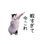 激！動く今これ猫ミーム（個別スタンプ：18）