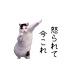 激！動く今これ猫ミーム（個別スタンプ：19）