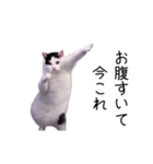 激！動く今これ猫ミーム（個別スタンプ：20）