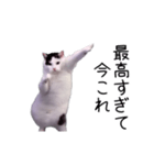 激！動く今これ猫ミーム（個別スタンプ：21）
