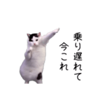 激！動く今これ猫ミーム（個別スタンプ：22）