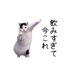 激！動く今これ猫ミーム（個別スタンプ：24）