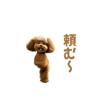 動く！ハゲプードル2(ハゲプー)（個別スタンプ：4）