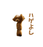 動く！ハゲプードル2(ハゲプー)（個別スタンプ：8）