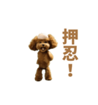 動く！ハゲプードル2(ハゲプー)（個別スタンプ：11）