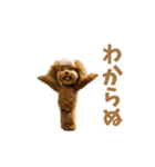 動く！ハゲプードル2(ハゲプー)（個別スタンプ：12）