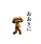 動く！ハゲプードル2(ハゲプー)（個別スタンプ：13）