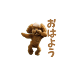 動く！ハゲプードル2(ハゲプー)（個別スタンプ：14）