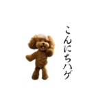 動く！ハゲプードル2(ハゲプー)（個別スタンプ：15）