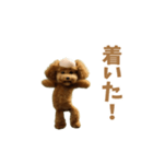 動く！ハゲプードル2(ハゲプー)（個別スタンプ：17）