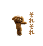 動く！ハゲプードル2(ハゲプー)（個別スタンプ：20）