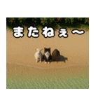 仲良し三匹 記念写真編（個別スタンプ：5）