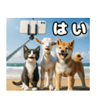 仲良し三匹 記念写真編（個別スタンプ：8）