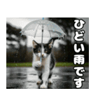 仲良し三匹 記念写真編（個別スタンプ：12）