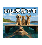 仲良し三匹 記念写真編（個別スタンプ：13）