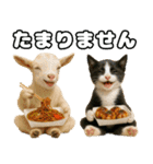 仲良し三匹 記念写真編（個別スタンプ：19）