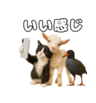 仲良し三匹 記念写真編（個別スタンプ：22）